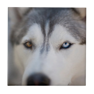 Stoic Gaze van de Alaskan Malamute Tegeltje