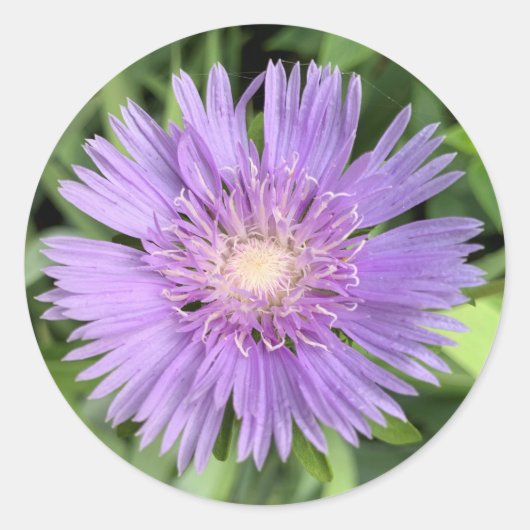 Stokes aster (Stokesia laevis) stickers (Voorkant)