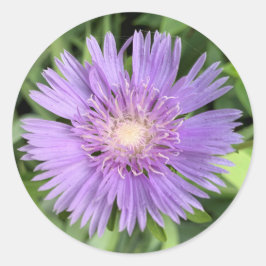 Stokes aster (Stokesia laevis) stickers