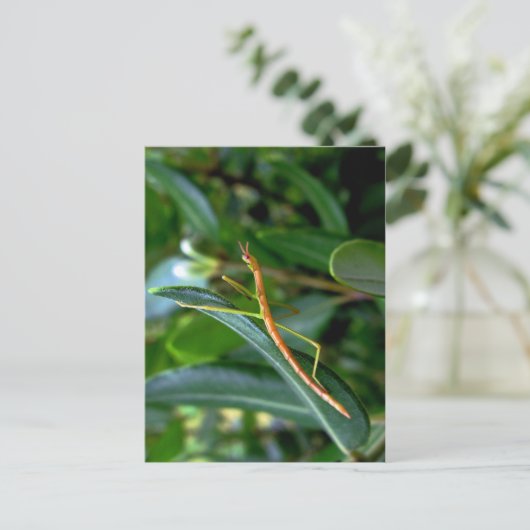 stokinsect briefkaart (Staand voorkant)