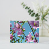 Stokroos (Lavatera arborea) Briefkaart (Staand voorkant)
