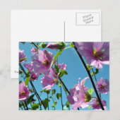 Stokroos (Lavatera arborea) Briefkaart (Voorkant / Achterkant)