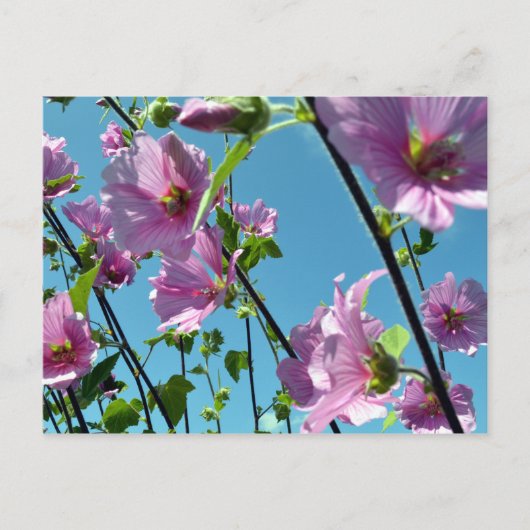 Stokroos (Lavatera arborea) Briefkaart (Voorkant)