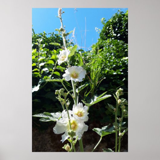 Stokrozen bloeien, Alcea Alba Poster (Voorkant)