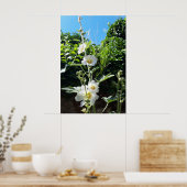 Stokrozen bloeien, Alcea Alba Poster (Keuken)