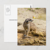Stokstaartje ansichtkaart briefkaart (Voorkant / Achterkant)