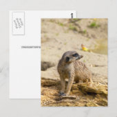 Stokstaartje Briefkaart (Voorkant / Achterkant)