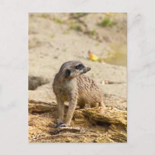Stokstaartje Briefkaart (Voorkant)