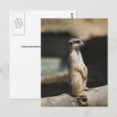 Stokstaartje Briefkaart (Voorkant / Achterkant)