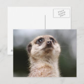 Stokstaartje Briefkaart (Voorkant / Achterkant)