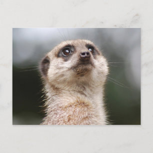 Stokstaartje Briefkaart