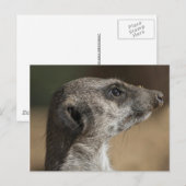 Stokstaartje Briefkaart (Voorkant / Achterkant)