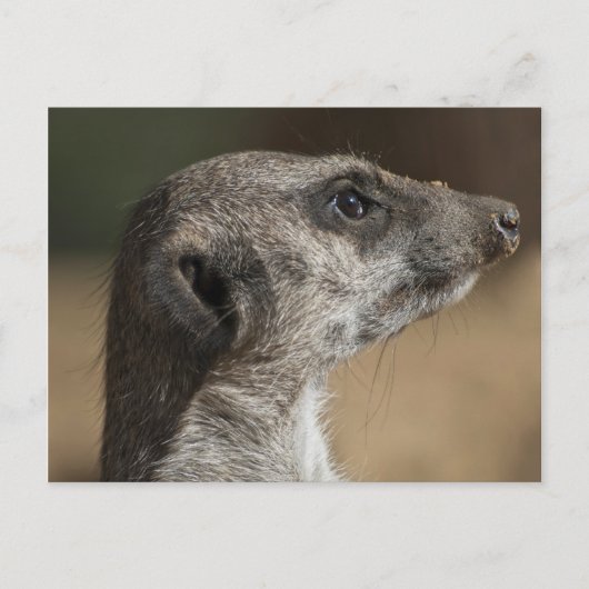 Stokstaartje Briefkaart (Voorkant)