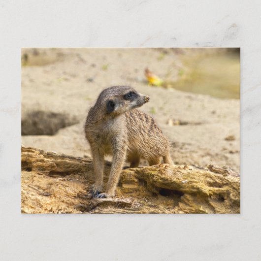 Stokstaartje Briefkaart (Voorkant)