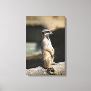 Stokstaartje Canvas Afdruk