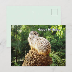 Stokstaartje Met Hoog Uitzicht, Verjaardagskaart Briefkaart
