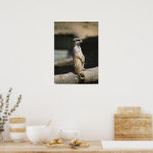 Stokstaartje Poster (Keuken)