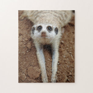 Stokstaartje (Suricata Suricatta) Afkoelen Legpuzzel