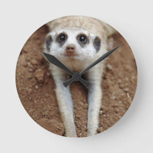 Stokstaartje (Suricata Suricatta) afkoelen Ronde Klok