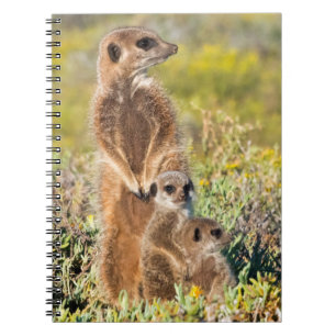 Stokstaartjes familieportret notitieboek