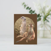 Stokstaartjes Indianapolis Zoo Briefkaart (Staand voorkant)