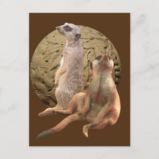 Stokstaartjes Indianapolis Zoo Briefkaart (Voorkant)