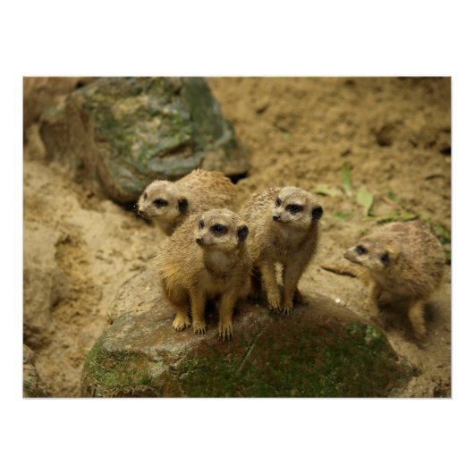 Stokstaartjes, meercat perfect poster (Voorkant)