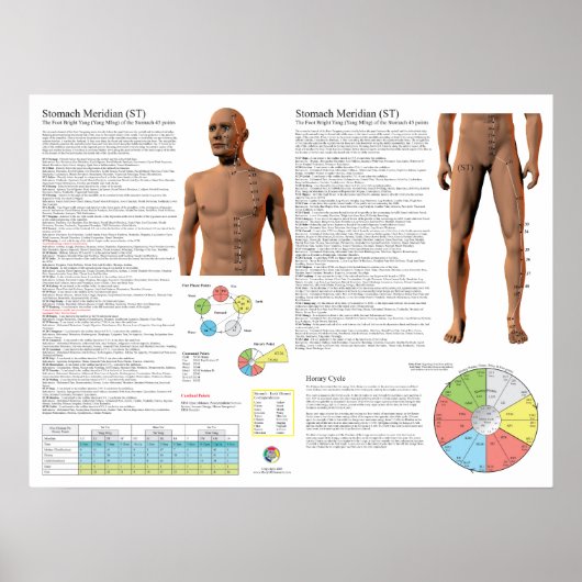 Stomach Meridian Acupuncture Points Poster (Voorkant)