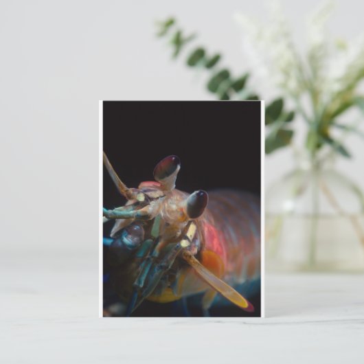 Stomatopod (Mantis-garnaal) Briefkaart (Staand voorkant)