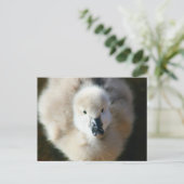 Stomme aanval! briefkaart (Staand voorkant)