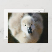 Stomme aanval! briefkaart (Voorkant / Achterkant)