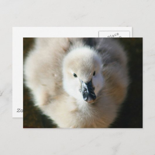 Stomme aanval! briefkaart (Voorkant / Achterkant)