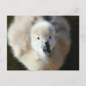 Stomme aanval! briefkaart (Voorkant)