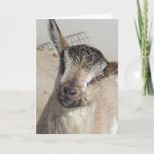 Stomme geit kaart (Voorkant)