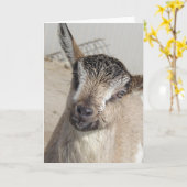 Stomme geit kaart (Gele Bloem)