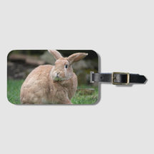 Stomme ginger bunny met grote oren