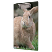Stomme ginger bunny met grote oren klembord (Links)
