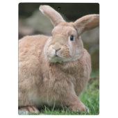 Stomme ginger bunny met grote oren klembord (Achterkant)