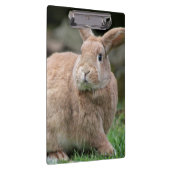 Stomme ginger bunny met grote oren klembord (Rechts)
