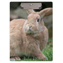 Stomme ginger bunny met grote oren