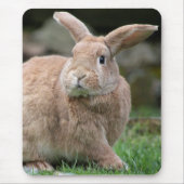 Stomme ginger bunny met grote oren muismat (Voorkant)