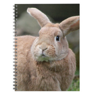 Stomme ginger bunny met grote oren notitieboek
