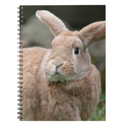 Stomme ginger bunny met grote oren notitieboek (Voorkant)