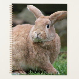 Stomme ginger bunny met grote oren planner
