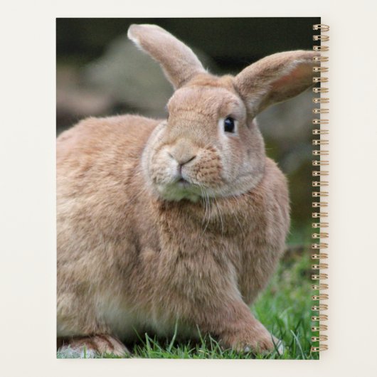 Stomme ginger bunny met grote oren planner (Achterkant)