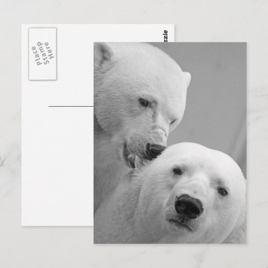 Stomme polaire beren paar briefkaart (Voorkant / Achterkant)