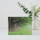 Stomme rij bomen, Louisville, Kentucky. Briefkaart (Staand voorkant)