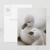 Stomme Swan Cygnets Briefkaart (Voorkant / Achterkant)