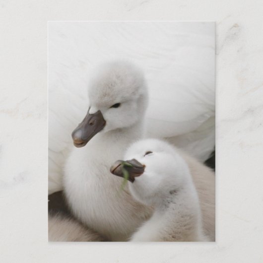 Stomme Swan Cygnets Briefkaart (Voorkant)