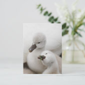 Stomme Swan Cygnets Briefkaart (Staand voorkant)